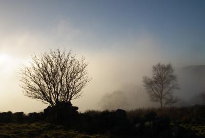 143 FOGGY TREE.jpg